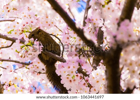 Squirrel.The background is cherry blossoms. Located in Kamakura, Kanagawa Prefecture Japan.