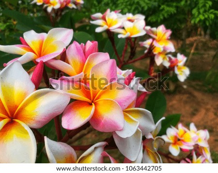 Plumeria flowers bloom and colorful variety is beautiful.