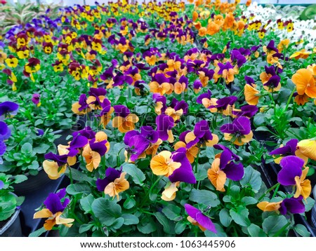 Field of Viola tricolor (Johnny Jump up) in a flower shop, many flowers in a flower store Royalty-Free Stock Photo #1063445906