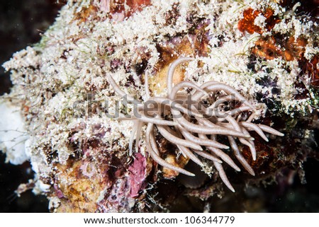 long hair nudibranch