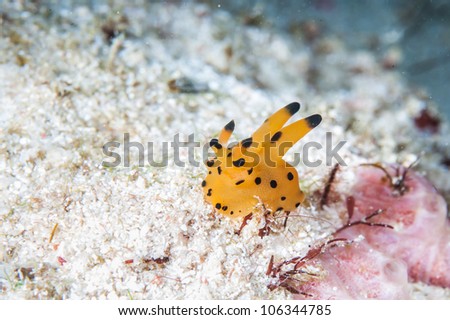 yellow nudibranch