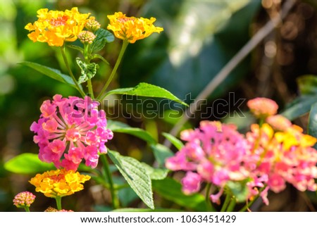 Lantana camara (Cloth of gold, Hedge flower, Lantana, Weeping lantana, White sage) ; An appearance bunches of the flowering with a variety of colors that add to lively life. close up, natural sunlight