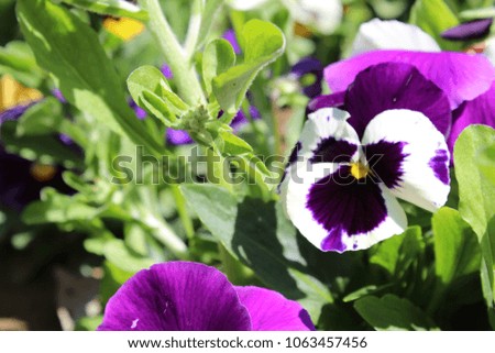 beautiful pansy flower