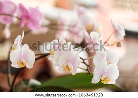 Beautiful and colorful orchids.