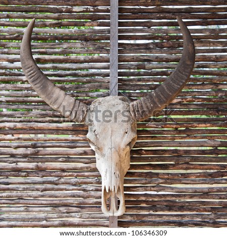 Bull skull with long horns  on  wood background.