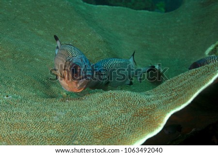 Hard coral and violet soldierfishes. Picture was taken in the Ceram sea, Raja Ampat, West Papua, Indonesia
