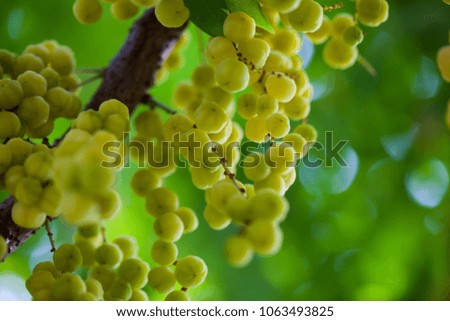 star gooseberry tree, fruit nature high vitamin C, fresh fruit concept.