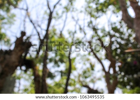 Blurred picture. The image shows a tree in a  garden. Nature and background.