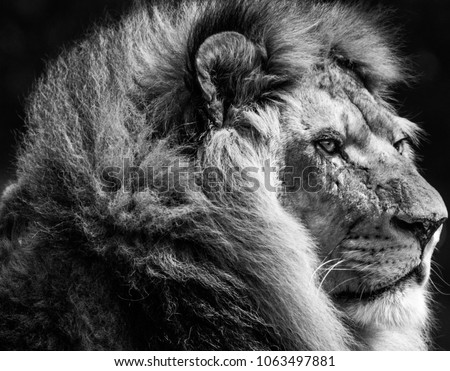 A black & white shoot of a male lion, taken in the Safari in Ramat Gan, Israel