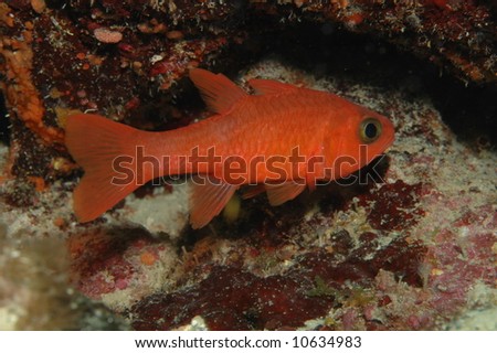 Cardinal Soldierfish-Pletrypops retrospinis