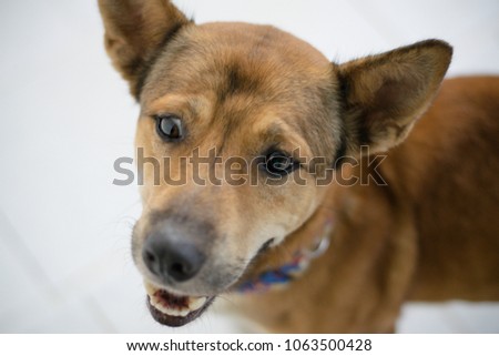 Brown Thai dog close up.