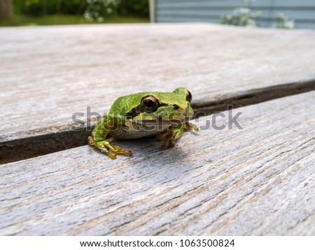 Macro photo of a tree frog visiting on my picnic table.
