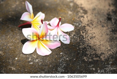 Closeup of yellow pink white plumeria flowers on the vintage brick  floor in the garden, a beautiful natural art background. Symbol of love forever.