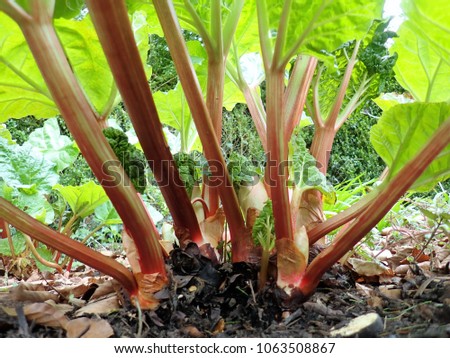 Red stems of rhubarb (Rheum rhabarbarum) growing in vegetable garden Royalty-Free Stock Photo #1063508867