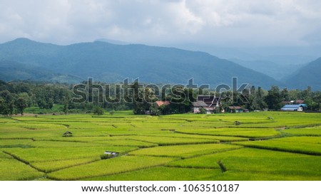 Rice field in northern Thailand