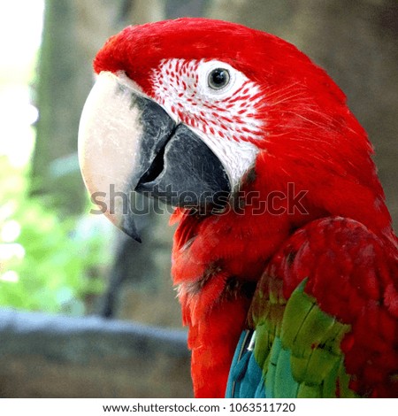 A red and green macaw also known as green-winged macaw picture. A native bird of South America.  