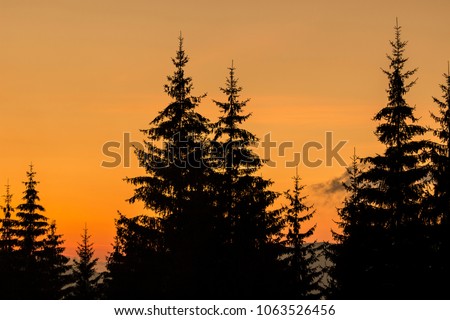 Sunset in the Carpathian forest