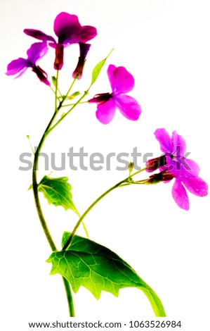 Flowers, sprigtime, isolated, cut off.
