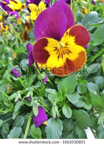 Colored colorful flowers in spring