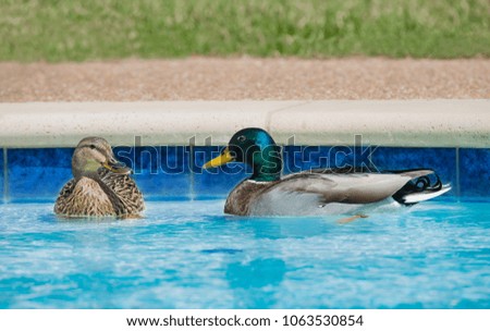 A pair of Mallard ducks swimming in residential swimming pool in springtime