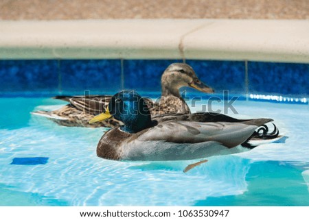 A pair of Mallard ducks swimming in residential swimming pool in springtime