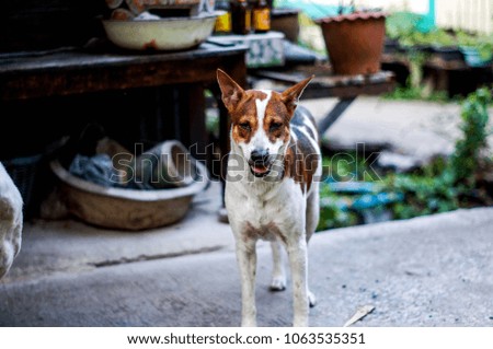 cute white and brown dog at thailand