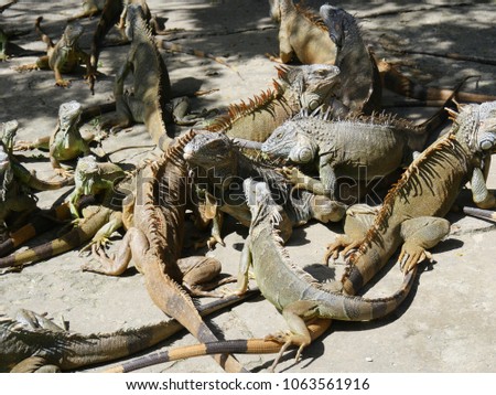 Slaughter of iguanas in the ground at an iguana preservation farm