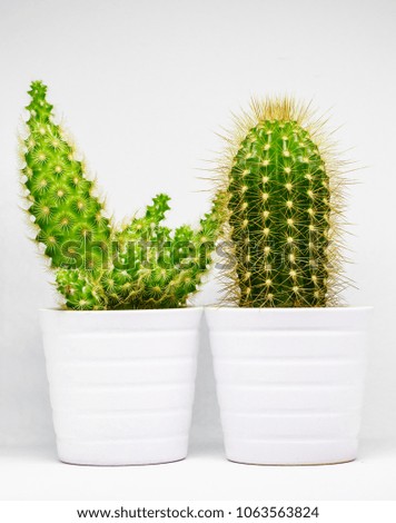 A cactus is a member of the plant family Cactaceae