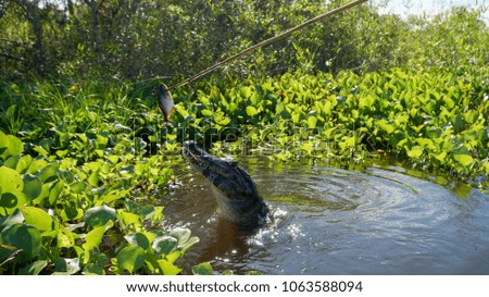 Caiman in the Pantanal, Brazil.
