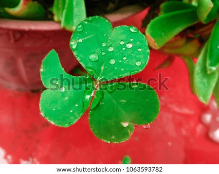 Close-up of clover with raindrops