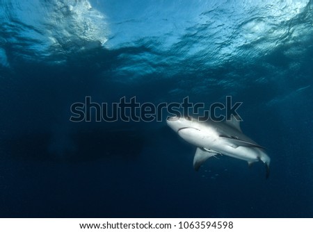 Bull Shark at Bimini Island, Bahamas
