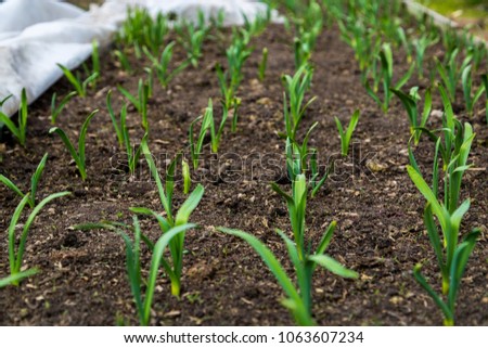 garlic plantation in the vegetable garden
