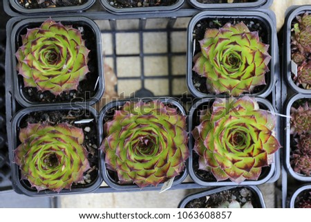 View from above of sempervivum young plants, crassulaceae family. Pattern of square pots with grey-green, purple, tufted, sessile leaves. Group of succulent evergreen perennial rosettes. Natural view.