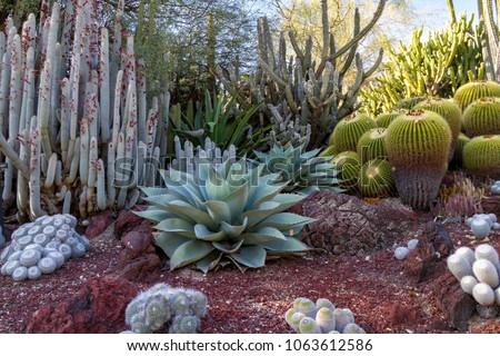 Amazing desert cactus garden with multiple types of cactus in the spring or summer. Royalty-Free Stock Photo #1063612586