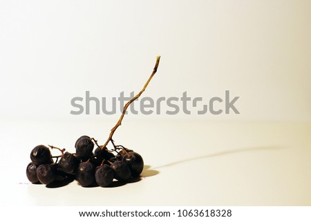 The bunch of the dark wrinkled grapes. The withered bunch with shadow. Grape juice drops. Closeup. White background with a copy space.