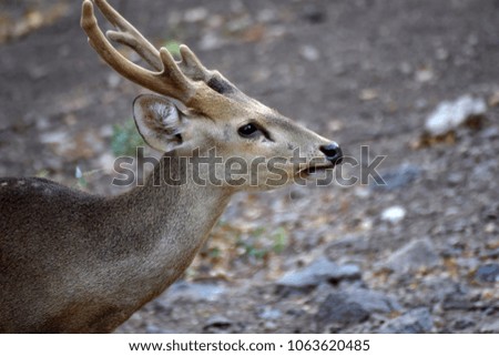 chital in forest