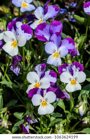 Heartsease (Viola tricolor) in garden, Moscow region, Russia Royalty-Free Stock Photo #1063624199