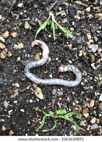 Earthworm on a spring day