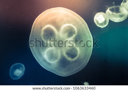 color ful jelly fish swimming