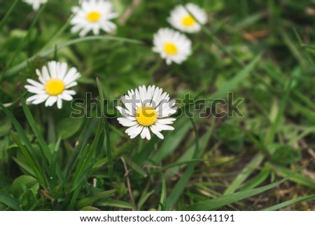 Close up view of blooming daisies in a green field. Hello spring or April background