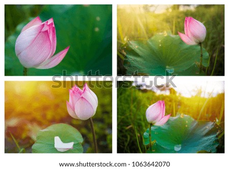 collection of lotus full resolution of picture 