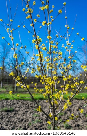 View of a tree blooming with beautiful bright yellow flowers in spring in garden on a farm during a sunny morning. Good morning or hello spring or April background