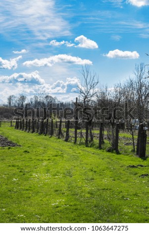 Beautiful landscape view of a garden with an orchard on a farm during a sunny spring morning. Spring gardening or spring on a farm background or concept