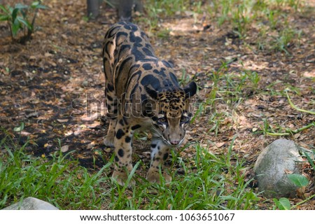  Bornean clouded leopard in the zoo