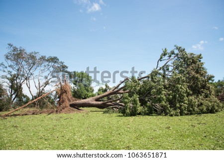 Massive tree uprooted after Cyclone Marcus at Bicentennial Park in Darwin, Australia