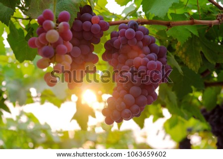 A front selective focus picture of grape fruit in organic agriculture farm