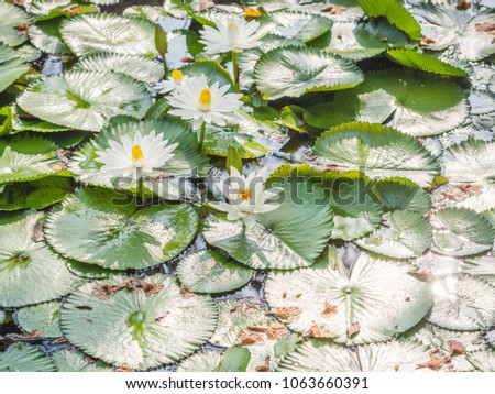 White Lotus or Water Lily aquatic flowering plant of Nymphaeaceae family on surface of pond in morning light with green lotus leaves background symbolic for Enlightenment or Divine Birth in Buddhism