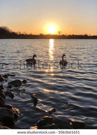 Geese swimming toward the Sunset