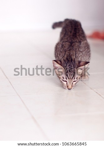 cute short hair young asian kitten black and white stripes smelling something on pastel colour ceramic tiles floor selective focus blur interior home background