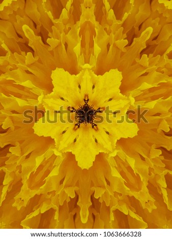 Abstract reflection yellow flower, kaleidoscope